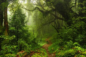 forest